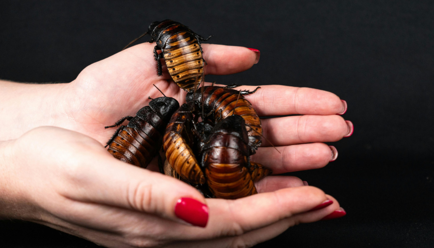 Vous êtes envahis par les blattes rayées au Mans ? Contactez Sherlock Détecte !